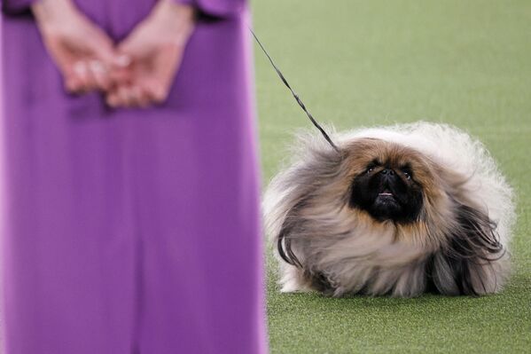 Este perrito de raza pequinés es el ganador de la exposición canina anual del Westminster Kennel Club en Tarrytown, Nueva York, Estados Unidos. - Sputnik Mundo