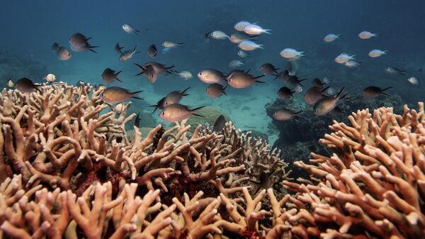 Gran Barrera de Coral en Australia - Sputnik Mundo
