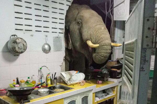 Un elefante hambriento irrumpió en la cocina de una casa de la localidad tailandesa de Hua Hin en busca de comida. ¡Un robo con allanamiento, literalmente! - Sputnik Mundo