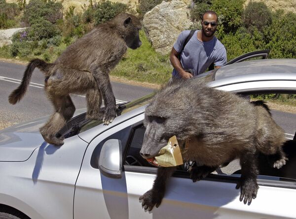 Estos turistas canadienses fueron asaltados por una manada de babuinos durante su viaje a Cape Town (Sudáfrica). - Sputnik Mundo