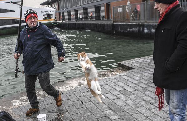 Un gato intenta robarle un pez a un pescador en Estambul, Turquía. - Sputnik Mundo