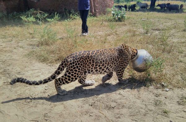 Este pobre leopardo del estado de Rajasthan, en la India, quiso comerse un manjar, pero terminó con la cabeza atascada en una vasija. Nadie se atrevió a ayudarlo por más de cuatro horas. - Sputnik Mundo
