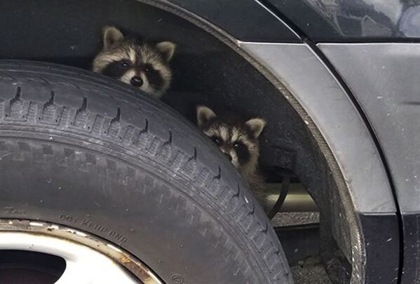 Es obvio que estos divertidos mapaches, que se esconden detrás de las ruedas de un coche en un estacionamiento de Nueva Hampshire (EEUU), están tramando un robo. - Sputnik Mundo
