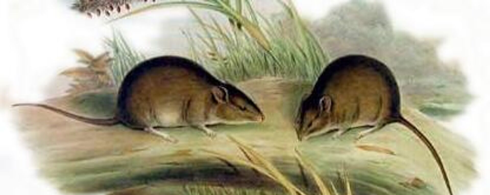 El ratón de Gould (Pseudomys gouldii) - Sputnik Mundo, 1920, 30.06.2021
