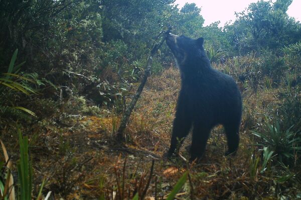 Protectores del único oso de América del Sur hallan esperanza en Venezuela - Sputnik Mundo