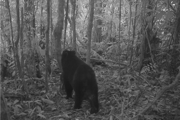 Protectores del único oso de América del Sur hallan esperanza en Venezuela - Sputnik Mundo