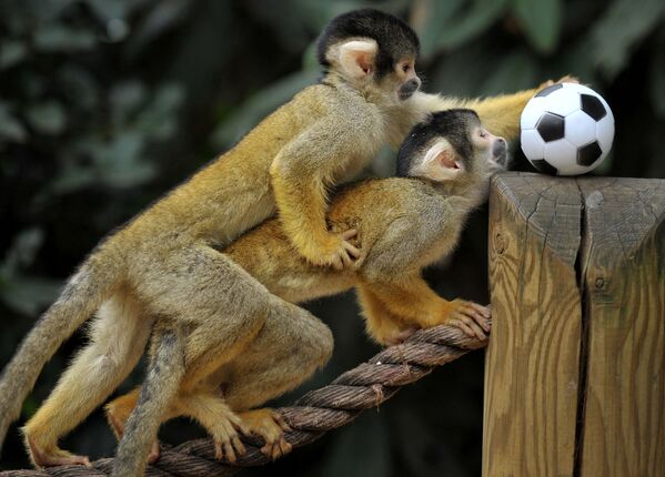 Unos monos ardilla bolivianos juegan al fútbol en el zoológico de Londres. - Sputnik Mundo