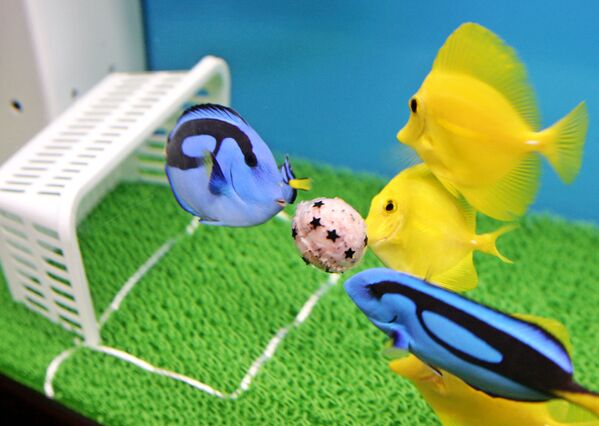 Un diminuto campo de fútbol instalado en el acuario Hakkeijima Sea Paradise en la ciudad de Yokohama (Japón). - Sputnik Mundo