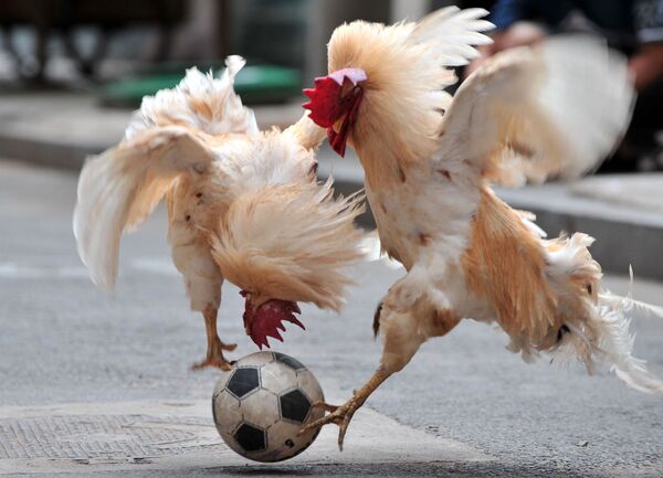 Unos gallos futbolistas en Shenyang (China). - Sputnik Mundo