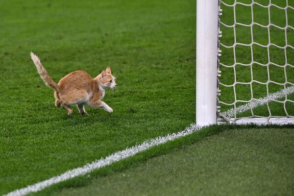 Un gato interrumpe un partido entre el Milán y la Juventus en Turín. - Sputnik Mundo