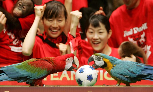 Unos loros juegan al fútbol en el zoológico de Seúl, en Corea del Sur. - Sputnik Mundo