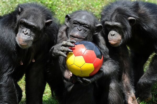 Un &#x27;equipo de fútbol&#x27; compuesto por chimpancés en vísperas del Mundial de Fútbol 2010, en Sudáfrica. - Sputnik Mundo
