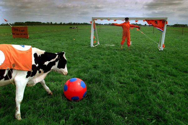Este granjero neerlandés organizó un partido de fútbol para sus vacas en un campo a las afueras de Baambrugge. - Sputnik Mundo