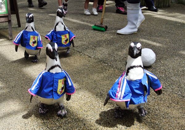 Unos pingüinos vestidos con el uniforme de la selección nacional japonesa en el parque ornitológico Matsue Vogel Park, en Japón. - Sputnik Mundo