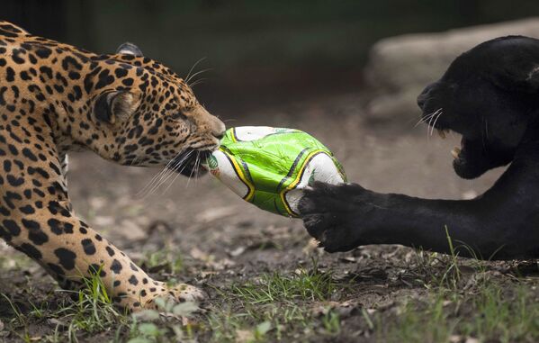 Unos jaguares pelean por un balón en el zoológico de Santa Fe, en Medellín (Colombia). - Sputnik Mundo