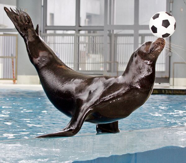 Un león marino muestra un truco con un balón de fútbol en el parque Hakkeijima Sea Paradise, en Japón. - Sputnik Mundo