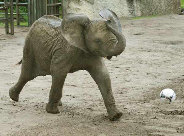 Una cría de elefante, a punto de marcar un gol en el zoológico Serengeti-Park, en Alemania. - Sputnik Mundo