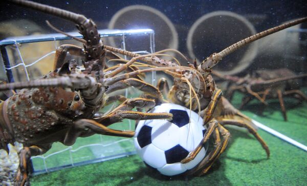 Dos langostinos en una cancha de fútbol improvisada, en el acuario Sea Life (Alemania). - Sputnik Mundo