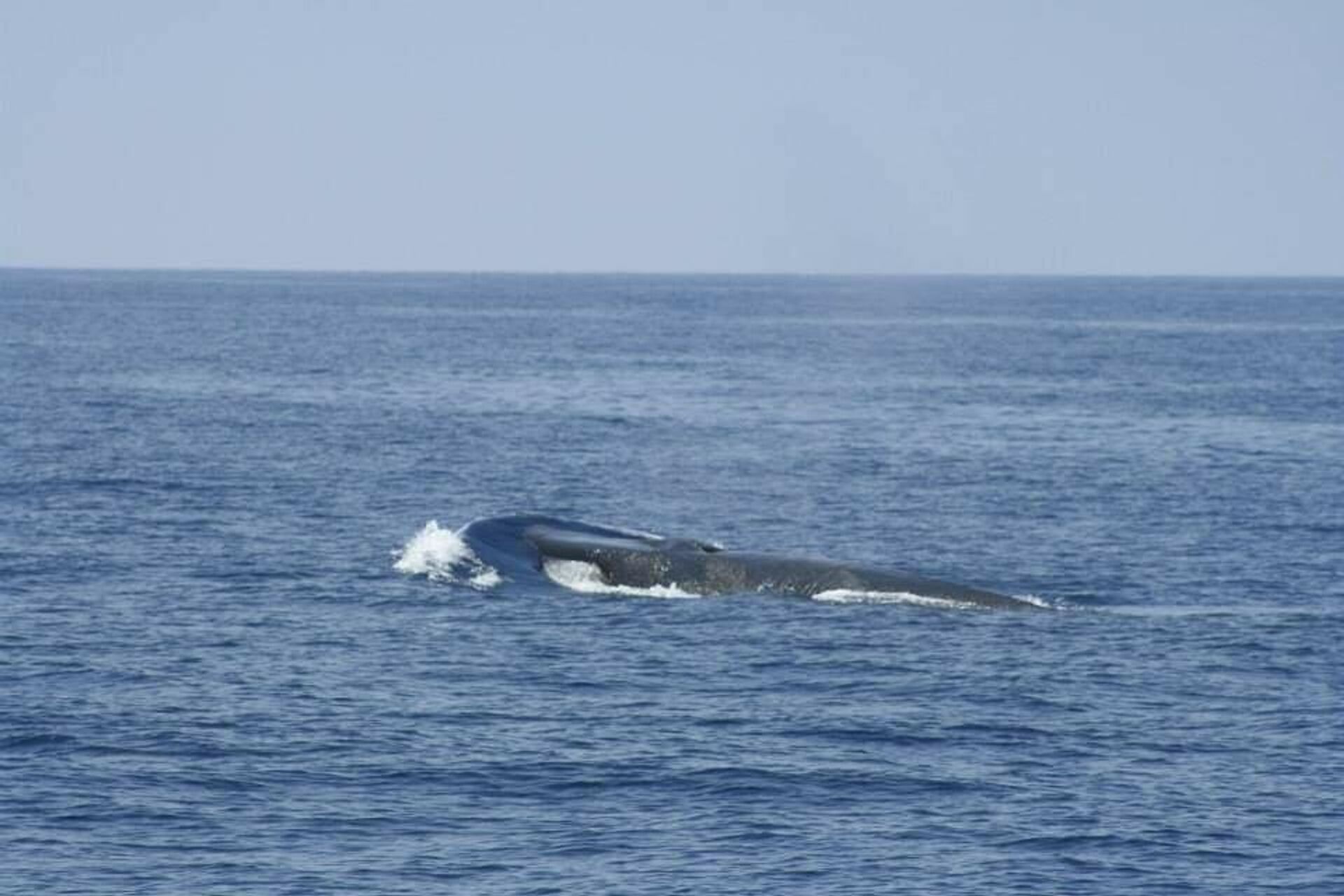 La ballena aleta, vista en cabo de Palos, puede tener una longitud de hasta 24 metros - Sputnik Mundo, 1920, 01.07.2021