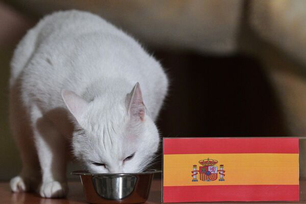El gato ruso Aquiles pronostica la victoria de España sobre Suiza en la Eurocopa - Sputnik Mundo