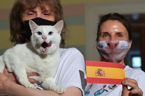 El gato ruso Aquiles pronostica la victoria de España sobre Suiza en la Eurocopa - Sputnik Mundo
