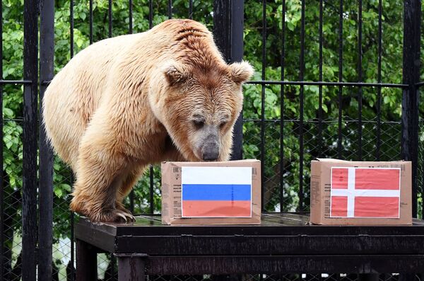 El oso apodado Pamir, del parque de flora y fauna Royev Ruchey en la ciudad rusa de Krasnoyarsk, se equivocó al apostar por la selección eslava en un partido de la fase de grupos entre Rusia y Dinamarca.  - Sputnik Mundo