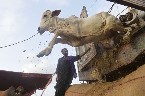 Unos comerciantes desembarcan el ganado en un mercado inaugurado antes de la fiesta Eid al-Adha en Karachi, Pakistán.  - Sputnik Mundo