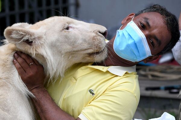 Un empleado del zoo en Phnom Penh, Camboya, con un león llamado Hima.   - Sputnik Mundo