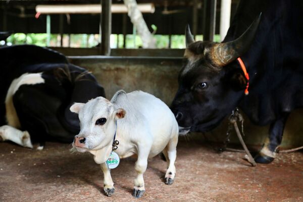 Si bien las otras vacas de la granja son varias veces más grandes, Rani mide unos escasos 51 centímetros. El animal pesa 28 kilogramos, mientras que las vacas adultas suelen pesar más de 700 kilos. - Sputnik Mundo