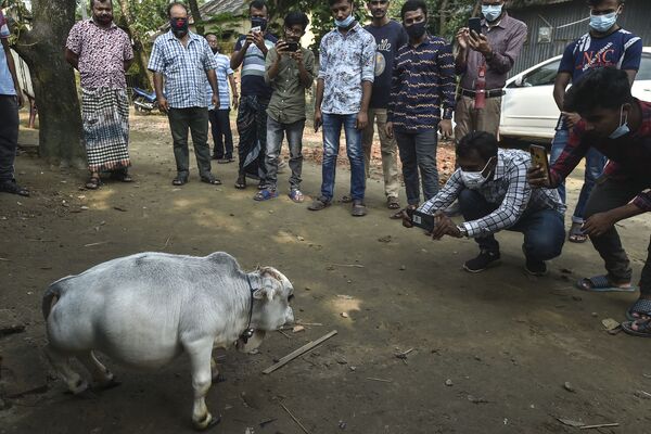 De momento, el récord de la vaca más pequeña de nuestro planeta pertenece a Manikyam, un animal del país vecino, la India, que mide 61,1 centímetros. - Sputnik Mundo