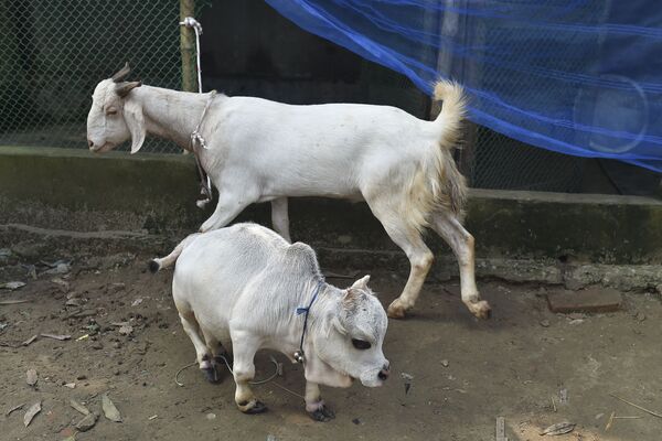 El animal fue adquirido por Howladar el año pasado en el noroeste de Bangladés. Con solo unos pocos días para el festival islámico de Eid al-Adha, surgieron rumores de que Rani sería vendida para el sacrificio, algo que fue desmentido por las autoridades agrícolas locales. - Sputnik Mundo