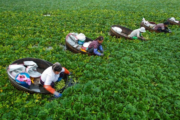La cosecha de castañas de agua en Taizhou, China. - Sputnik Mundo