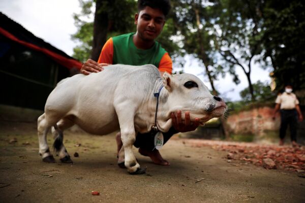 La vaca más pequeña del mundo en una granja de Bangladés. - Sputnik Mundo