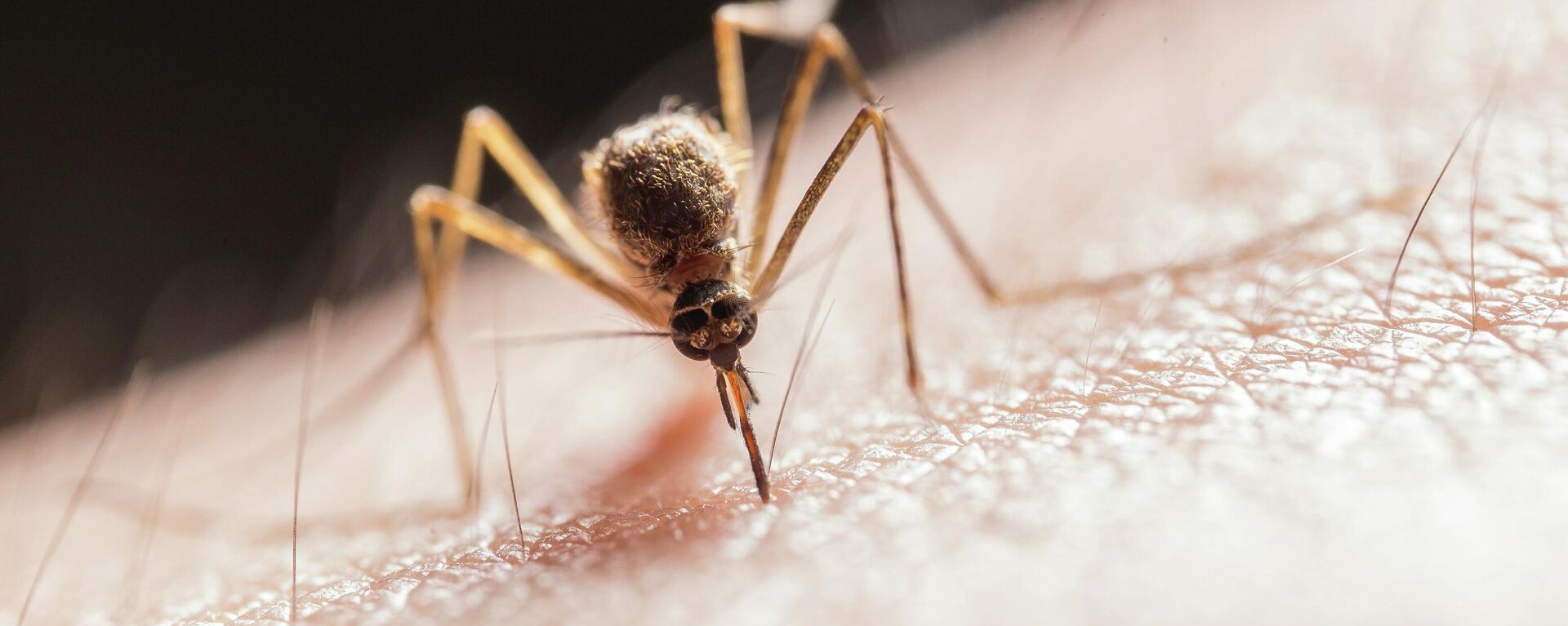 Un mosquito, imagen ilustrativa - Sputnik Mundo, 1920, 07.03.2023