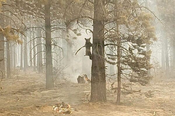 Un cachorro de oso en un bosque arrasado por un incendio forestal en el sur de Oregón, Estados Unidos. - Sputnik Mundo