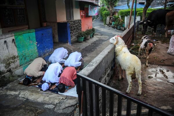 Fieles rezan durante la fiesta del Eid al Adha en Indonesia. - Sputnik Mundo