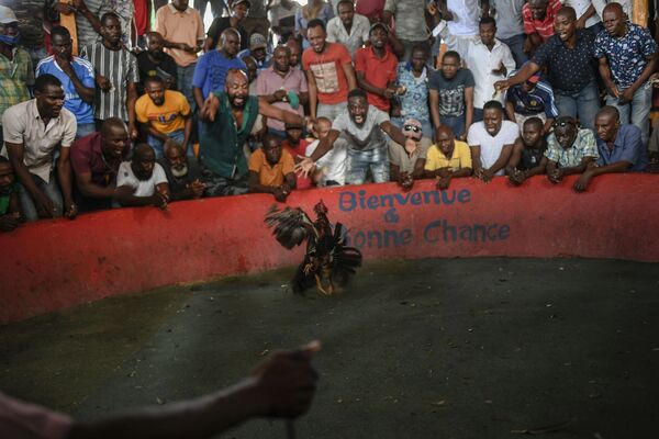 Pelea de gallos en los suburbios de Puerto Príncipe, Haití. - Sputnik Mundo