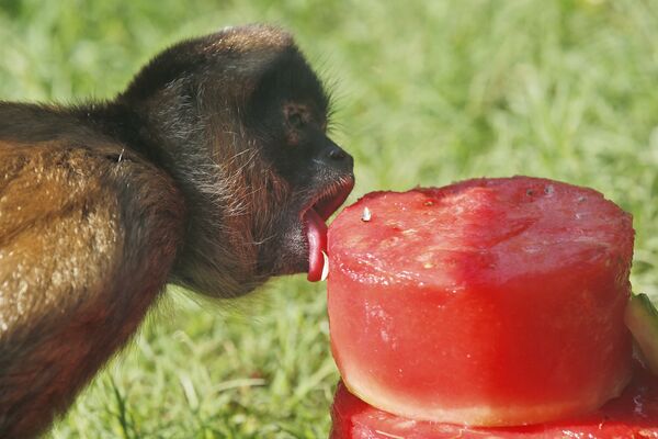 Un mono araña lame un trozo de sandía congelada en el zoo de Oklahoma, en EEUU. - Sputnik Mundo