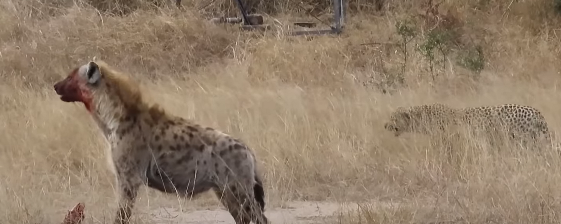 Video: una hiena arrebata la presa que una leopardo estuvo cazando durante tres días 
 - Sputnik Mundo, 1920, 04.08.2021