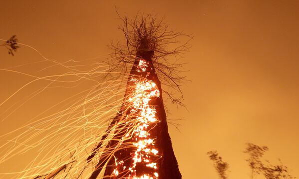 Un fuerte incendio forestal en la jungla del Amazonas. - Sputnik Mundo