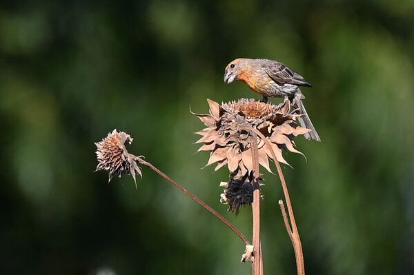 Un pájaro come una semilla de una flor seca en una granja de California. - Sputnik Mundo