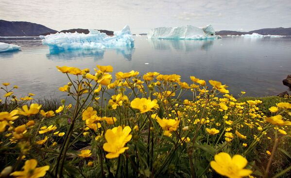 Flores silvestres en la costa de un fiord en Groenlandia. - Sputnik Mundo
