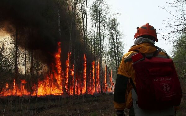 Un bombero durante un catastrófico incendio forestal en Yakutia, Rusia. - Sputnik Mundo