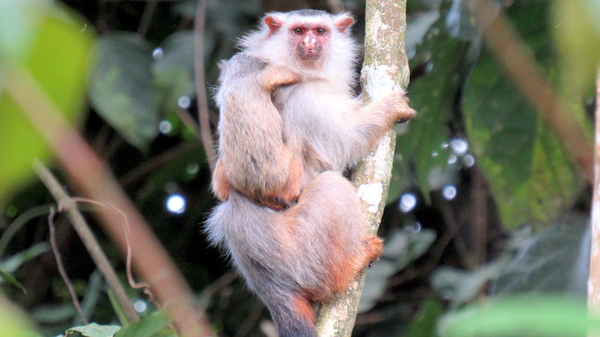 Mico schneideri, nueva especie de primate identificada en Brasil - Sputnik Mundo