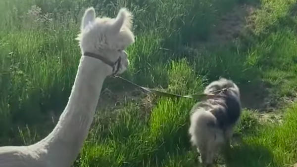Un perro saca a pasear a una alpaca en Alemania - Sputnik Mundo