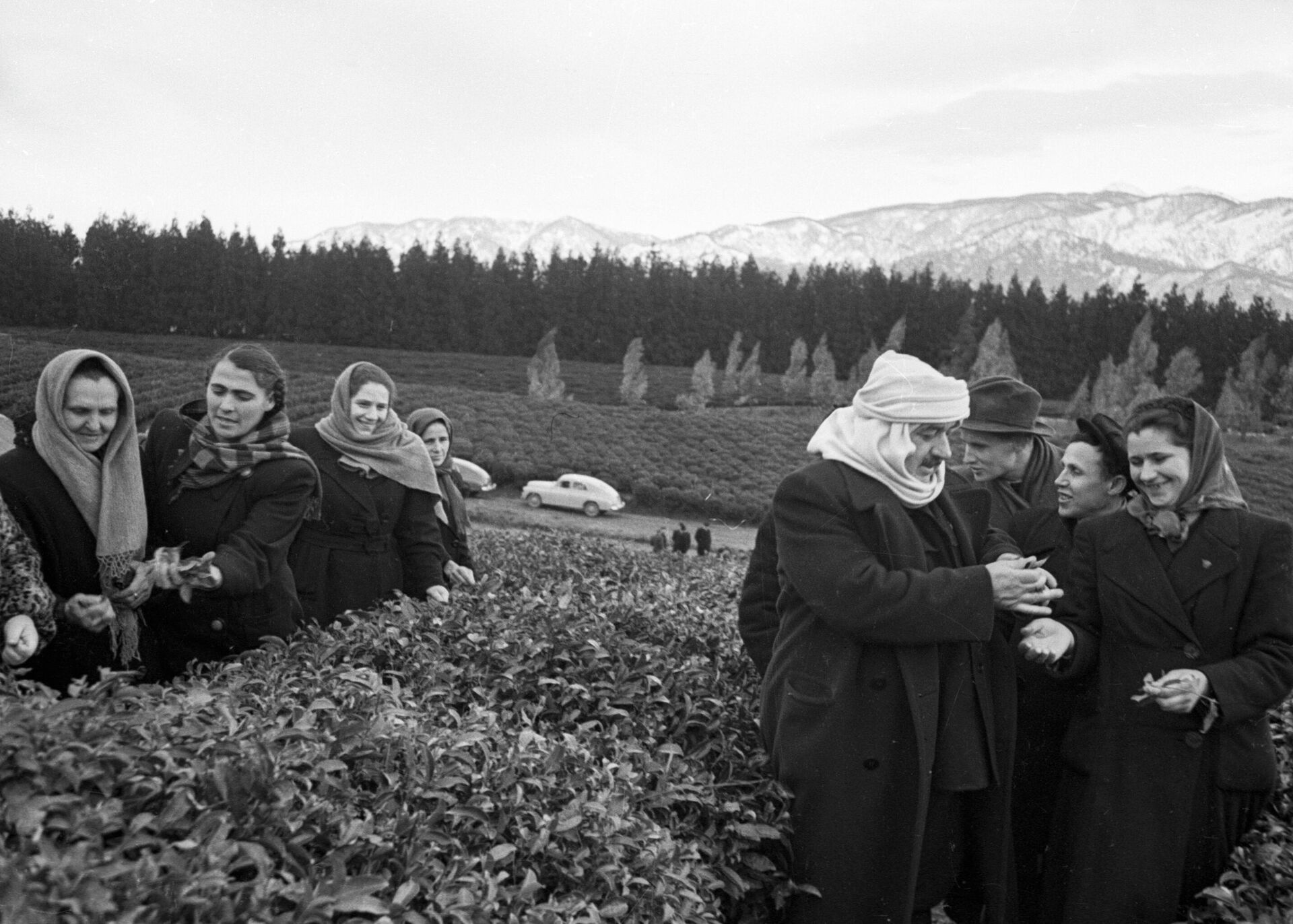 Plantaciones de té en la República Socialista Soviética de Georgia - Sputnik Mundo, 1920, 07.09.2021