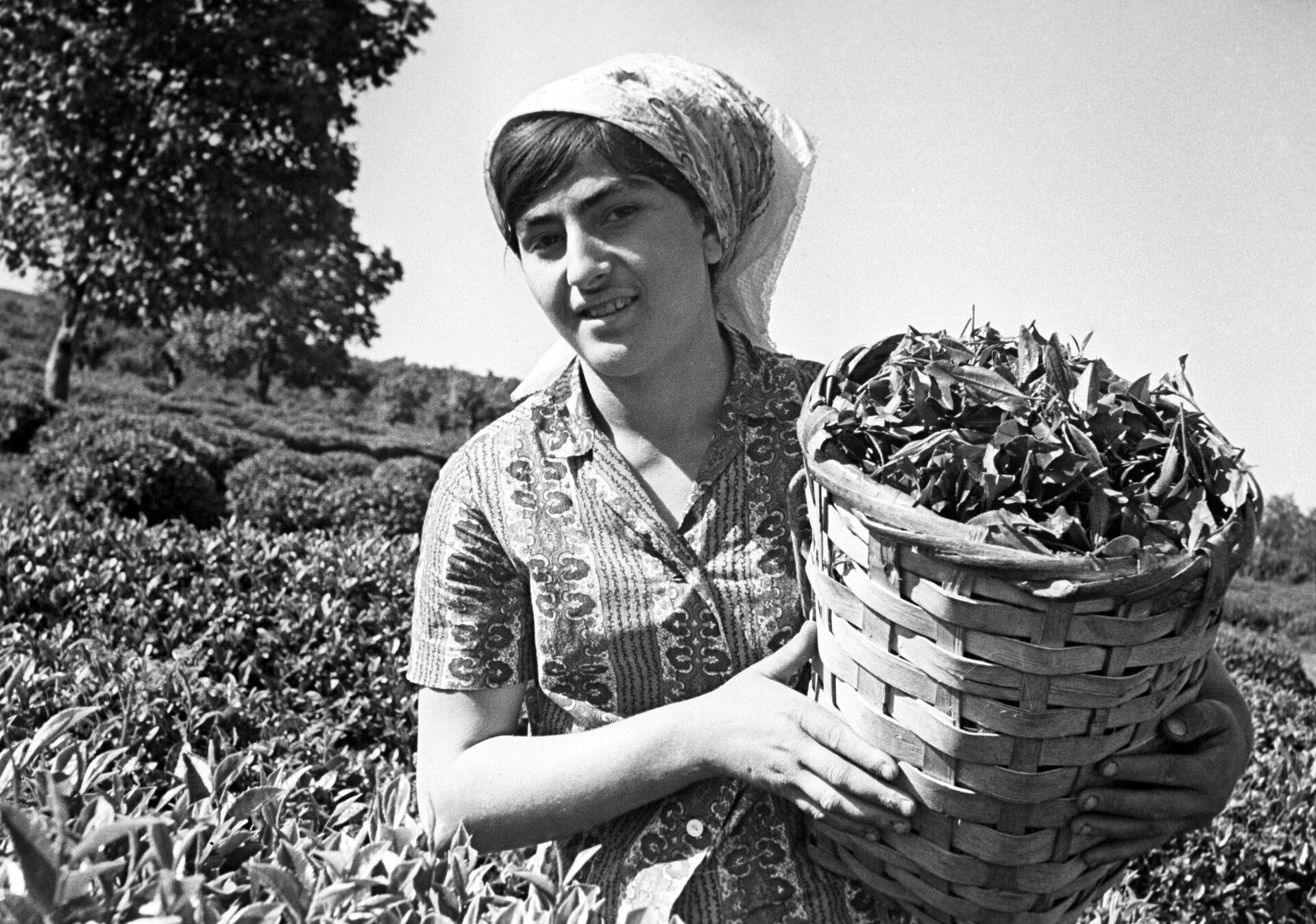 Una mujer cosecha té en los valles de la República Socialista Soviética de Georgia - Sputnik Mundo, 1920, 07.09.2021