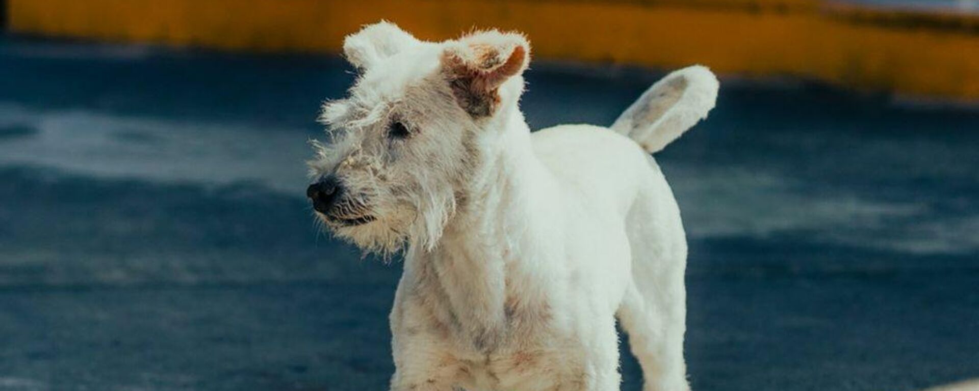 Gasolín, el perro 'influencer' que trabaja en una gasolinera mexicana - Sputnik Mundo, 1920, 09.09.2021