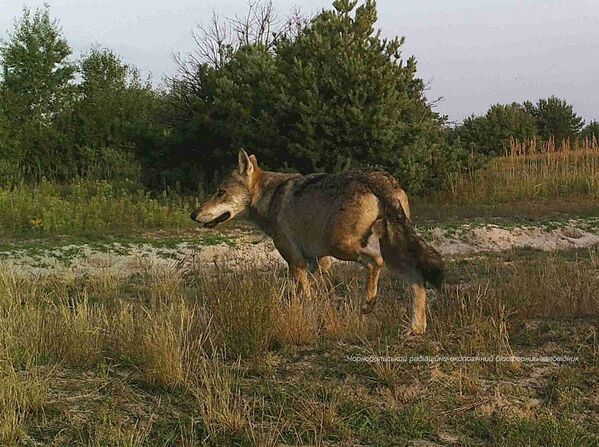 Un lobo en la zona de exclusión de Chernóbil. - Sputnik Mundo