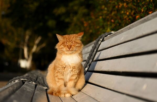 Un gato toma el sol en un banco de un parque moscovita. - Sputnik Mundo